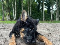 Rascal  Bes.: Britta Flauger
