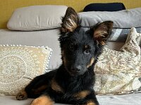 Rascal  Bes.: Britta Flauger