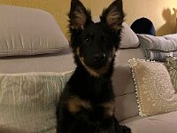 Rascal  Bes.: Britta Flauger