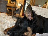 Rascal  Bes.: Britta Flauger