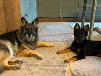 Lilly und Rascal  Bes.: Britta Flauger