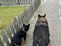 Rascal und Lilly  Bes.: Britta Flauger