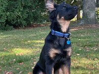Rascal  Bes.: Britta Flauger