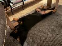 Rascal  Bes.: Britta Flauger