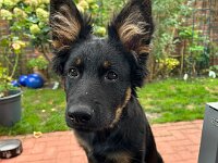 Rascal  Bes.: Britta Flauger
