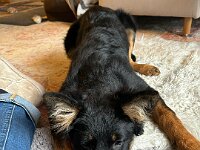Rascal  Bes.: Britta Flauger