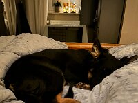 Rascal  Bes.: Britta Flauger