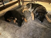 Rascal und Lilly  Bes.: Britta Flauger