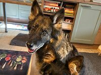 Lilly und Rascal  Bes.: Britta Flauger