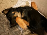 Rascal  Bes.: Britta Flauger