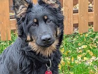 Rascal  Bes.: Britta Flauger