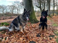 Lilly und Rascal  Bes.: Britta Flauger