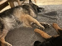 Lilly und Rascal  Bes.: Britta Flauger