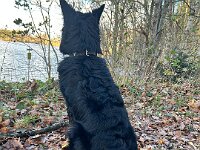Rascal  Bes.: Britta Flauger