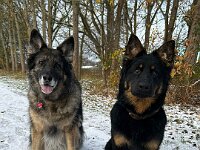 Lilly und Rascal  Bes.: Britta Flauger