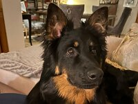 Rascal  Bes.: Britta Flauger