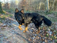 Rascal  Bes.: Britta Flauger
