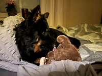 Rascal  Bes.: Britta Flauger
