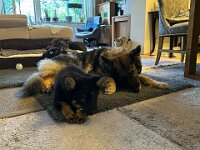 Rascal und Lilly  Bes.: Britta Flauger