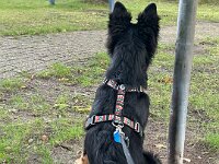 Rascal  Bes.: Britta Flauger