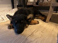 Rascal - kein Wässerchen kann ich trüben!  Bes.: Britta Flauger