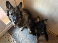 Lilly und Rascal  Bes.: Britta Flauger