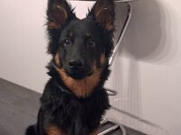 Ravel  Bes.: Sonja Item